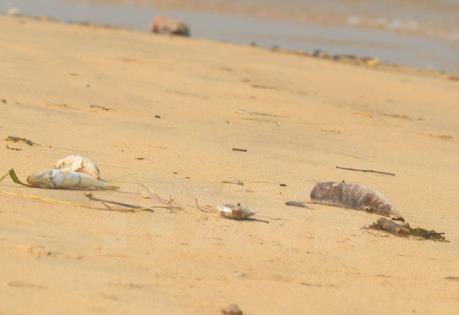 Không còn tình trạng cá chết trôi vào bờ biển Hà Tĩnh