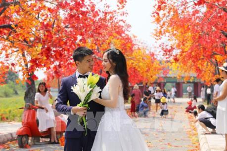 Giới trẻ Hà Nội háo hức với con đường phong lá đỏ như ở Hàn Quốc