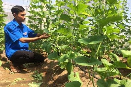 Trồng dưa lê Hàn Quốc cho doanh thu gần 200 triệu đồng