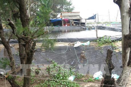 Xâm chiếm rừng dương phòng hộ để nuôi tôm