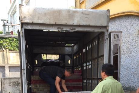 Tiêu hủy 3.800 con gà nhập lậu từ Trung Quốc