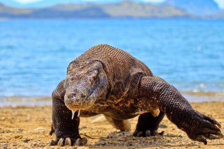 Indonesia hủy kế hoạch đóng cửa đảo rồng Komodo