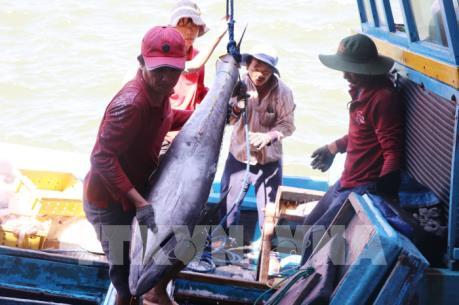 Xuất khẩu cá ngừ đại dương tăng trưởng ngoạn mục