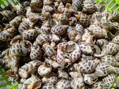 Ốc hương Khánh Hoà rớt giá kỷ lục