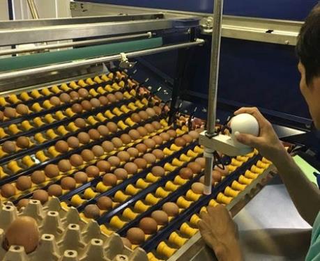 Từ năm 2020, Hòa Phát sẽ cung ứng trên 300 triệu trứng gà/năm