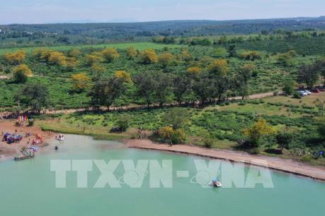 Rực rỡ sắc màu Ngày hội Hoa Muồng vàng