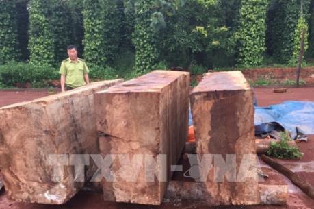 Bắt giữ khối lượng lớn gỗ cất giấu trái phép tại Đắk Nông