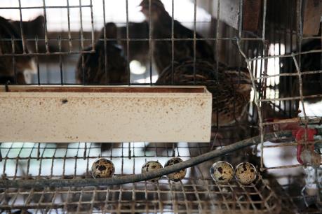 Singapore tạm dừng nhập khẩu trứng chim cút của Malaysia