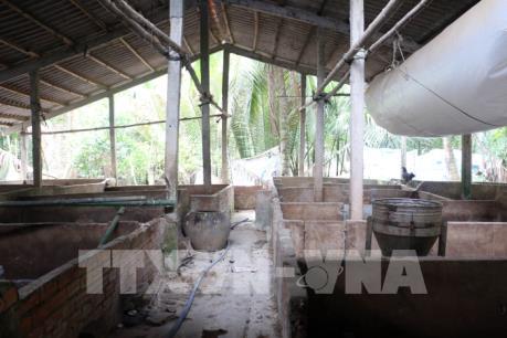 Người chăn nuôi lợn ở Bến Tre e ngại tái đàn