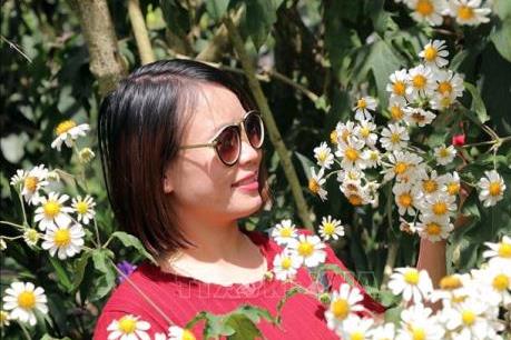 Rộn ràng sắc hoa dã quỳ ở Đà Lạt