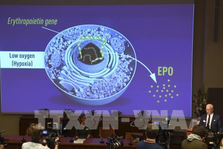 Công bố chủ nhân giải Nobel Y học 2019