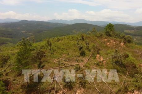 Lâm Đồng yêu cầu thu hồi diện tích đất do phá rừng để trồng lại rừng