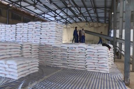 Mía đường Sơn La chia cổ tức tiền mặt 50%