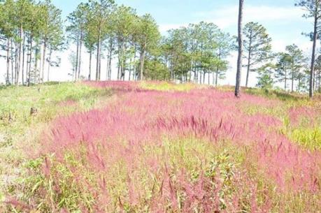 Hoàn nguyên diện tích đất bị lấn chiếm tại điểm du lịch Đồi Cỏ hồng Lạc Dương