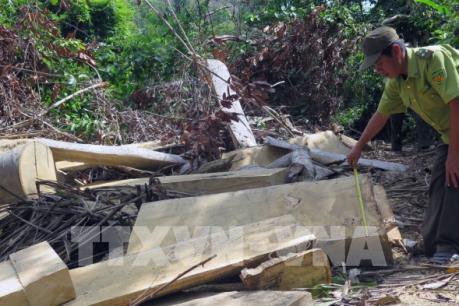 Phát hiện vụ phá rừng ở Hòn Đác