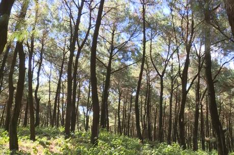 UBND tỉnh Đắk Nông chỉ đạo điều tra, xử lý việc bức tử rừng thông phòng hộ