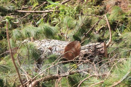 Xác định chủ mưu vụ phá rừng quy mô lớn ở Đà Lạt