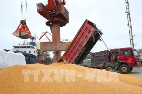 Giới phân tích: Cam kết của Trung Quốc mua 50 tỷ USD nông sản Mỹ khó khả thi