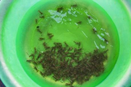 Ngăn chặn nhập lậu tôm hùm giống