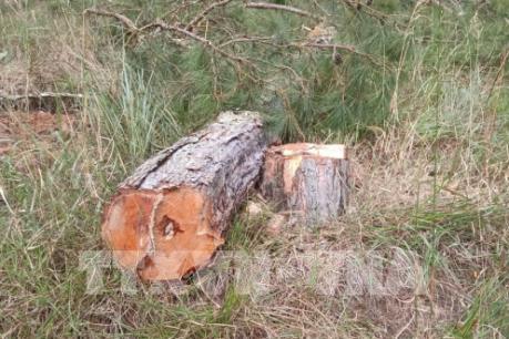 Lâm Đồng buộc đối tượng chủ mưu trồng lại rừng thông đã phá