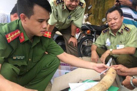 Phát hiện gần 20 kg ngà voi đang vận chuyển trái phép tại Bình Định