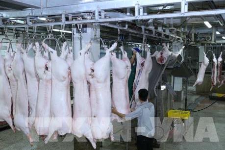 Ngăn chặn chống xuất lậu lợn