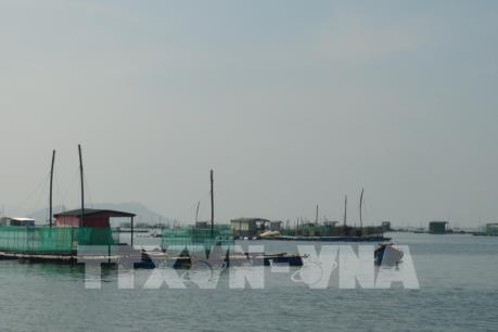 Đầu ra bị siết chặt, giá tôm hùm xuống thấp kỷ lục