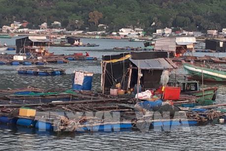 Nguyên nhân cá nuôi lồng bè trên biển Kiên Giang chết hàng loạt