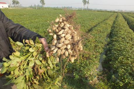 Trà Vinh nhân rộng mô hình sản xuất lạc sử dụng phân hữu cơ khoáng vi sinh