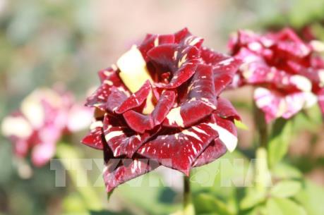 Khởi nghiệp thành công từ trồng hoa hồng ngoại