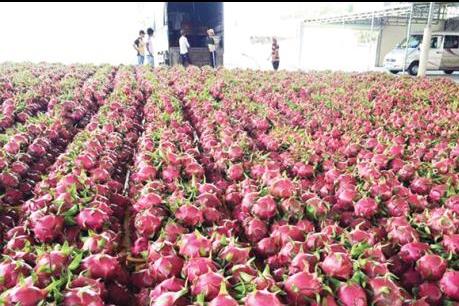 Người trồng thanh long điêu đứng vì dịch do virus Corona