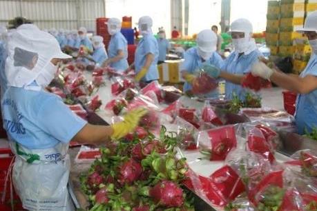 Xuất khẩu chính ngạch: Bước đi bền vững và hiệu quả