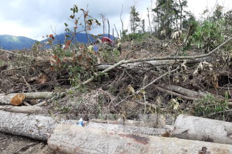 Lâm Đồng chỉ đạo xử lý đích danh tập thể, cá nhân để mất rừng