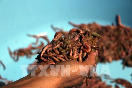 Rươi đầu vụ được mùa