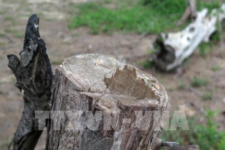 Phản hồi thông tin TTXVN về diện tích đất rừng bị lấn chiếm tại Quảng Ngãi