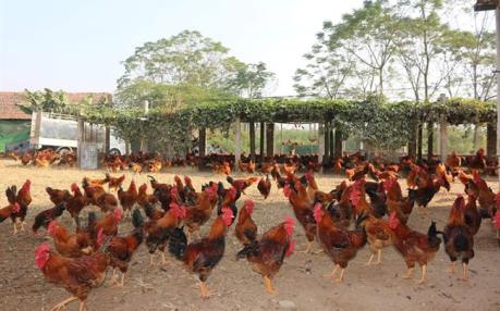 Lợi nhuận Dabaco giảm 81% trong 9 tháng