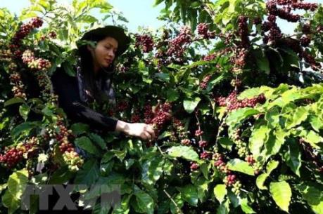 Brazil và Việt Nam củng cố vị thế trên thị trường cà phê quốc tế
