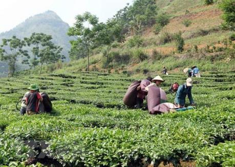 Tổng kết việc sắp xếp, đổi mới công ty nông, lâm nghiệp