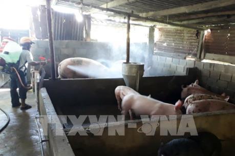 Hưng Yên tập trung phát triển đàn lợn ở các hộ chăn nuôi chưa xảy ra dịch
