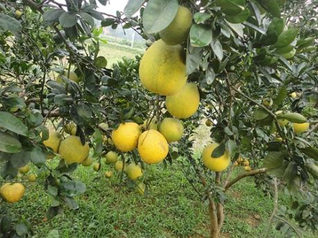 Yên Bái tìm cách quảng bá bưởi Đại Minh