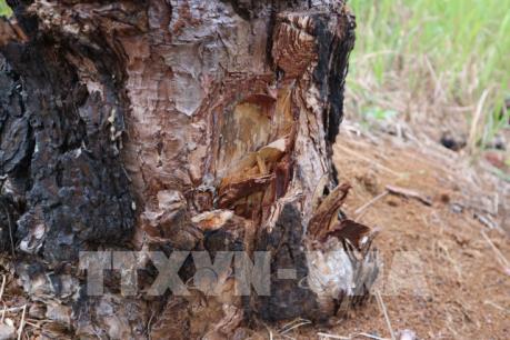 Lâm Đồng chỉ đạo khẩn trương xử lý vụ đầu độc rừng thông tại huyện Bảo Lâm