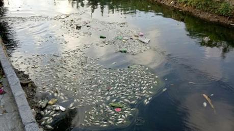 Hải Phòng: Nguồn nước phục vụ sản xuất nước sạch ngày càng ô nhiễm