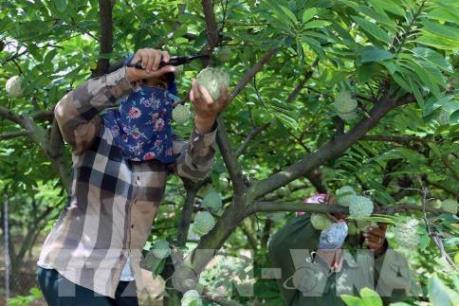 Nhiều tín hiệu vui trong phát triển nông nghiệp sạch ven đô