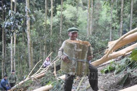  Xây dựng thương hiệu quế hữu cơ Bắc Hà