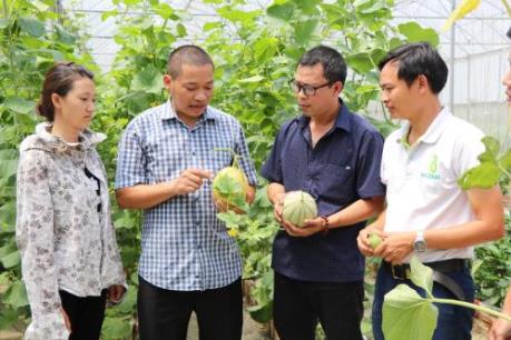 Bắc Ninh phát triển nông nghiệp công nghệ cao theo hướng bền vững