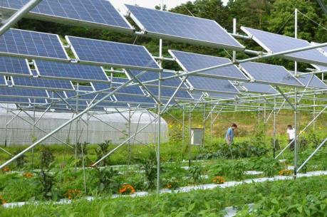 Triển khai dự án điện mặt trời kết hợp nông nghiệp tại Sóc Trăng