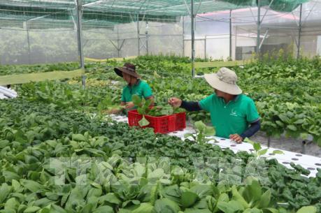 Góp ý sửa đổi một số nghị định về đất đai để phát triển sản xuất nông nghiệp