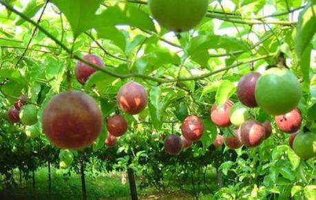 Nafoods báo lãi quý III tăng 79%