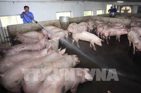 Giá lợn hơi sẽ tiếp tục tăng?