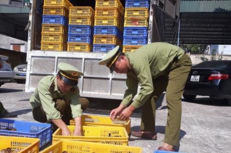 Phát hiện và tiêu hủy 4.000 con gà giống nhập lậu